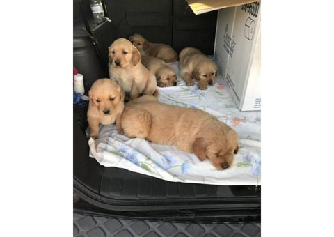 6 Golden Retriever Puppies $1200