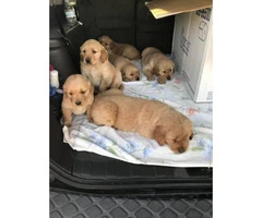6 Golden Retriever Puppies $1200 - 1