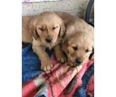 6 Golden Retriever Puppies $1200 - 3