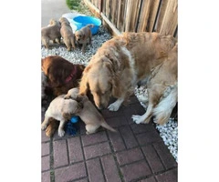 6 Golden Retriever Puppies $1200 - 5