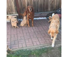 6 Golden Retriever Puppies $1200 - 6