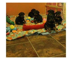 5 Doberman Puppies remaining for adoption - 2