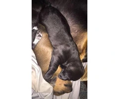 Only Two black Dachshund puppies left - 3