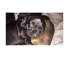 Only Two black Dachshund puppies left - 4