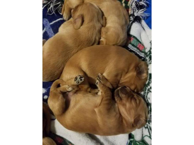 Beautiful Litter Of Golden Irish Puppies 800 In Macon Georgia Puppies For Sale Near Me