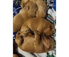 Beautiful litter of Golden Irish puppies $800