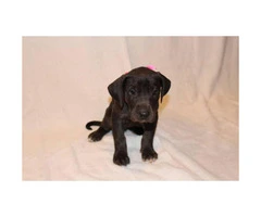 4 Great Dane puppies available $600 - 2