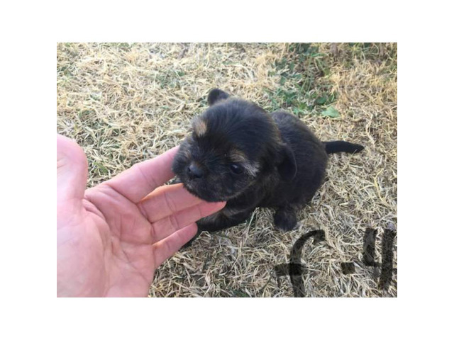 Designer shorkie puppies for sale in Lubbock, Texas - Puppies for Sale Near Me
