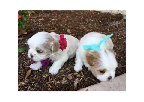 A fluffy adorable Malshi Puppy
