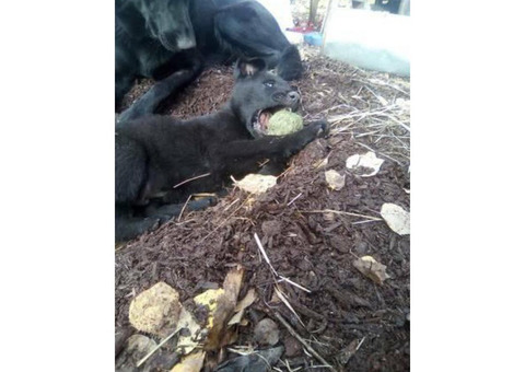 Beautiful pure bred Black German Shepard Puppies