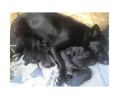 Beautiful pure bred Black German Shepard Puppies - 3