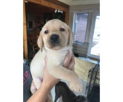 6 AKC registered Labrador male puppies @ $950