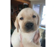 6 AKC registered Labrador male puppies @ $950 - 2