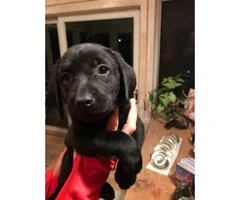 6 AKC registered Labrador male puppies @ $950 - 3