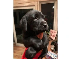 6 AKC registered Labrador male puppies @ $950 - 4