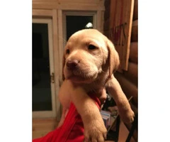 6 AKC registered Labrador male puppies @ $950 - 5