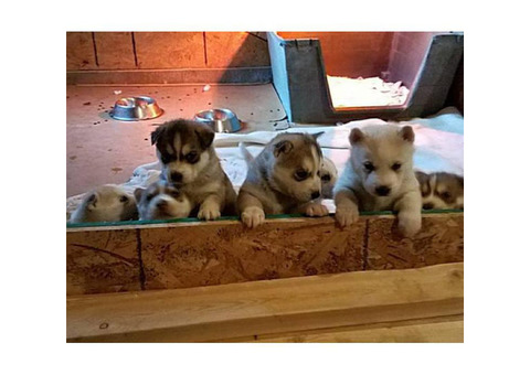 4 male AKC Siberian Puppies looking for loving homes
