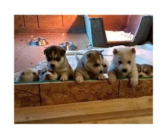 4 male AKC Siberian Puppies looking for loving homes