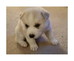 4 male AKC Siberian Puppies looking for loving homes - 2