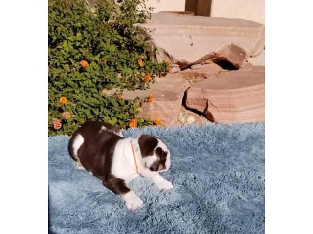 AKC English Bulldog Hershey Chocolate-Tri Males $2500 in ...