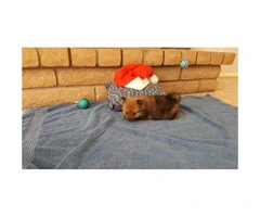 Pretty markings Pomeranians Ready for Christmas $950 - 4