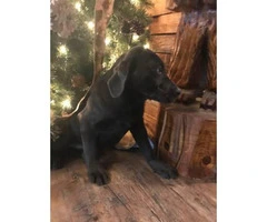 12 weeks old Charcoal male lab puppy