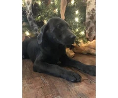 12 weeks old Charcoal male lab puppy - 2