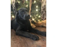 12 weeks old Charcoal male lab puppy - 3