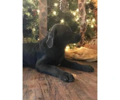 12 weeks old Charcoal male lab puppy - 4