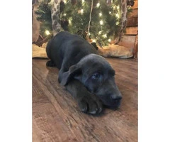 12 weeks old Charcoal male lab puppy - 5