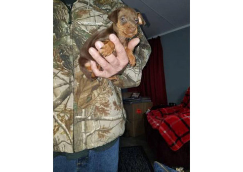 Akc Miniature pinscher puppies 60 days old