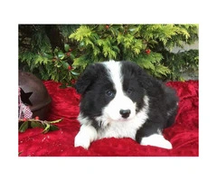 4 females and 1 male  attractive border collie puppies