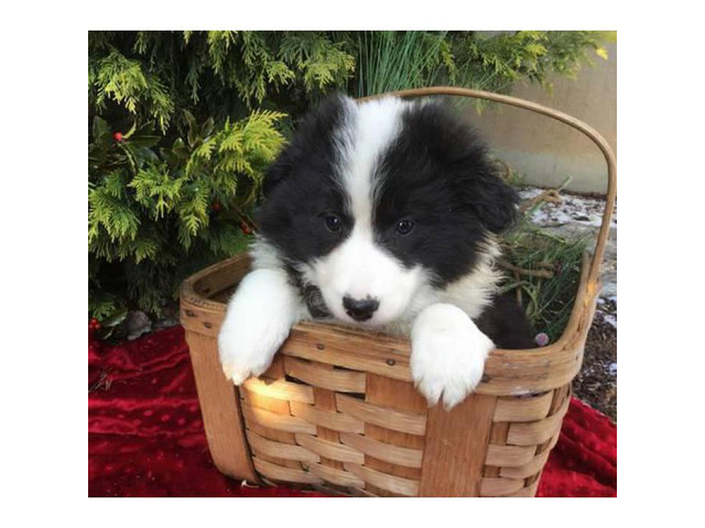 4 females and 1 male attractive border collie puppies in