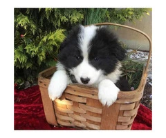 4 females and 1 male  attractive border collie puppies - 2