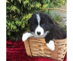 4 females and 1 male  attractive border collie puppies - 3