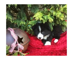 4 females and 1 male  attractive border collie puppies - 4