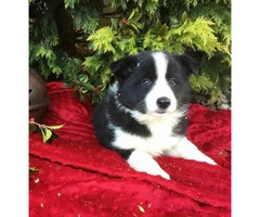 4 females and 1 male  attractive border collie puppies - 5