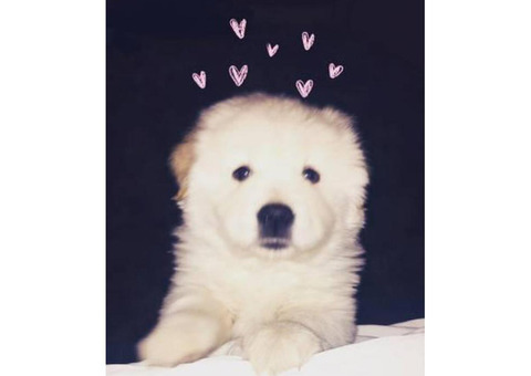 Chow Chow puppy For Sale $700