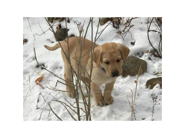 Dark yellow Lab Puppy $1500 in New Haven, Connecticut ...