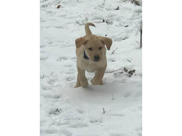 Dark yellow Lab Puppy $1500 New Haven - Puppies for Sale Near Me