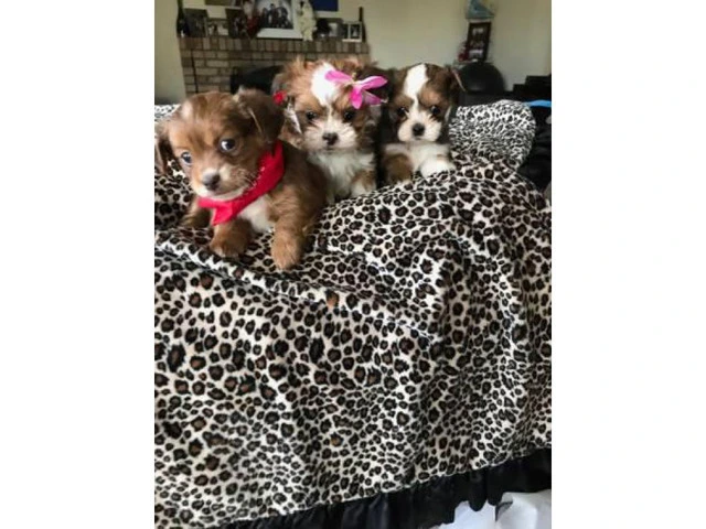 8 week old Adorable Malshi Puppies - $750 - 1/4