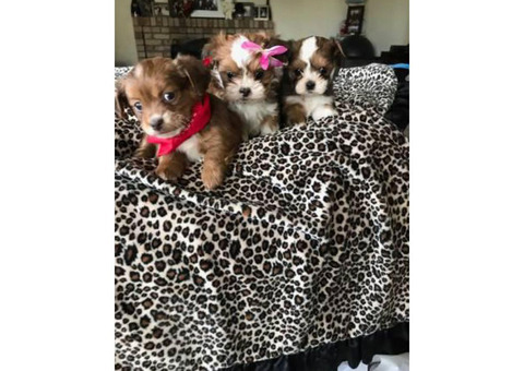 8 week old Adorable Malshi Puppies - $750