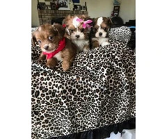 8 week old Adorable Malshi Puppies - $750 - 1