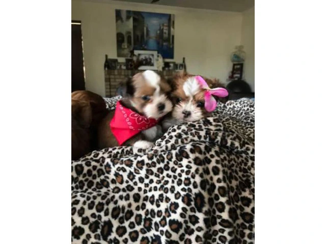 8 week old Adorable Malshi Puppies - $750 - 2/4