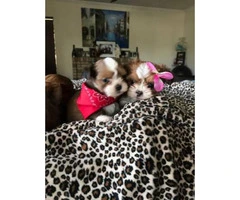 8 week old Adorable Malshi Puppies - $750 - 2