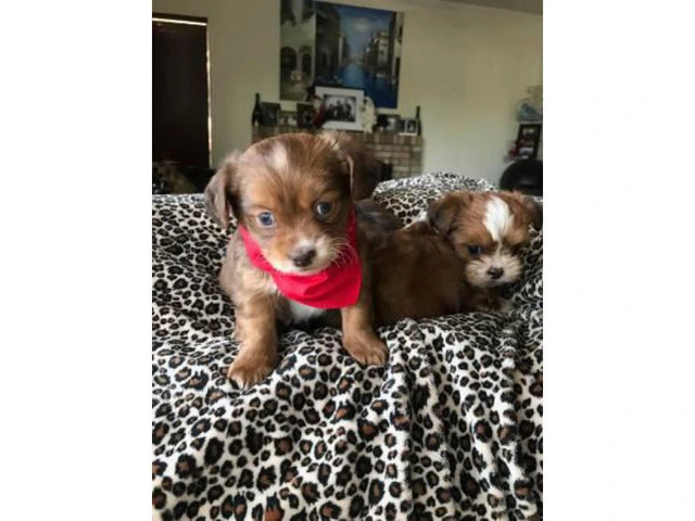 8 week old Adorable Malshi Puppies - $750 - 3/4