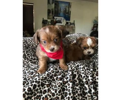 8 week old Adorable Malshi Puppies - $750 - 3