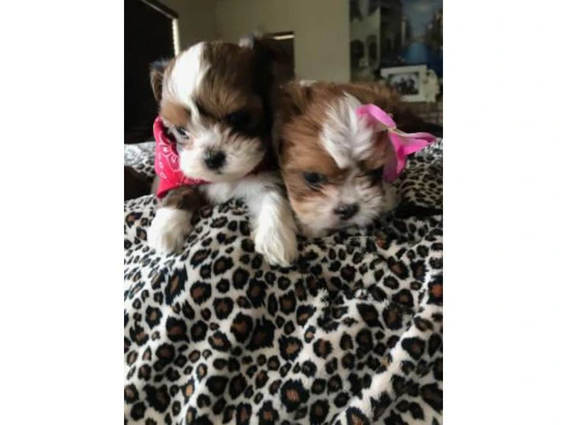 8 week old Adorable Malshi Puppies - $750 - 4/4