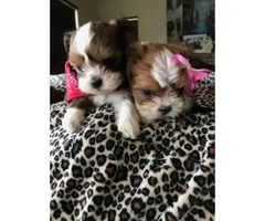 8 week old Adorable Malshi Puppies - $750 - 4