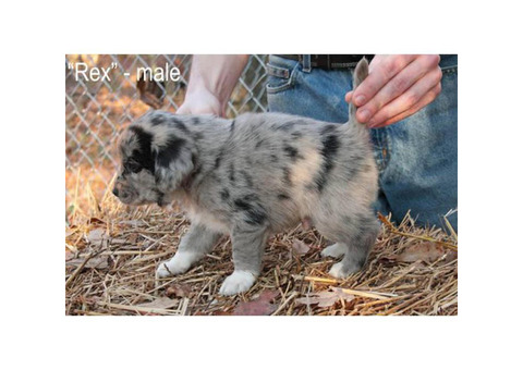 Siberian husky beagle mix puppies for adoption